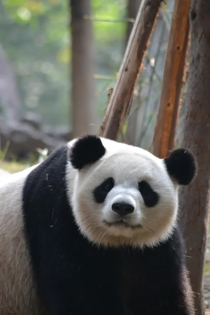 A cute panda in China, hints at relevant recommendations in China travel guides.
